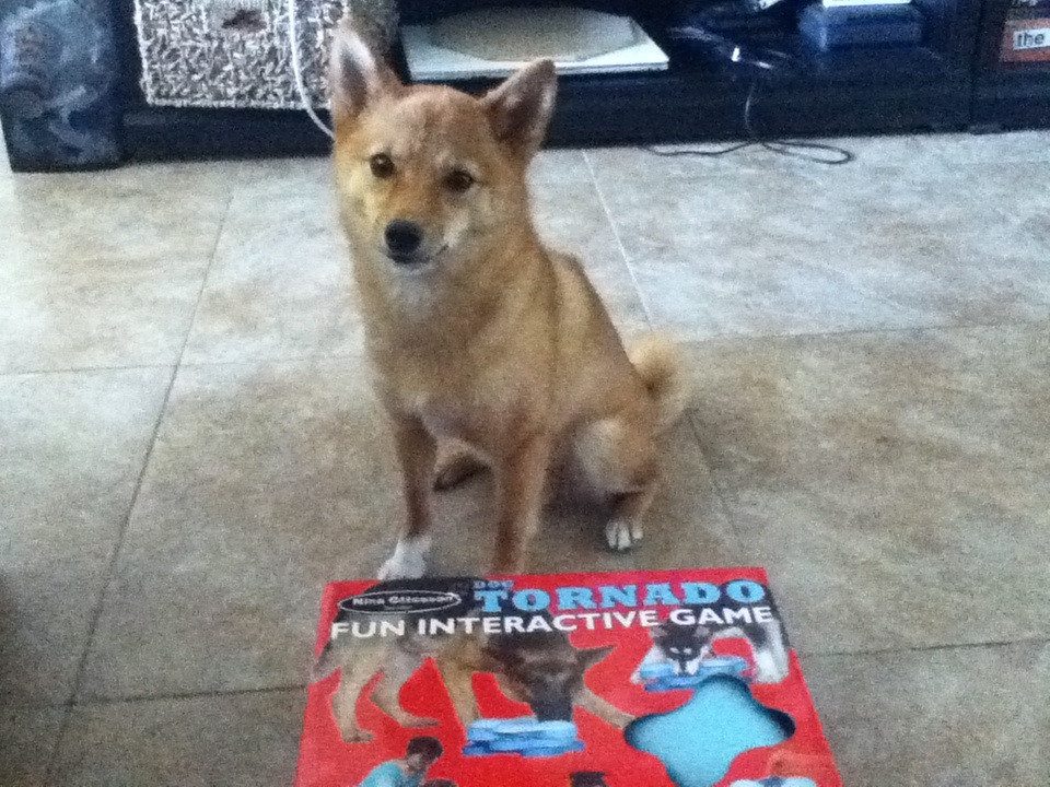 Openverse photograph: taro poses behind his tornado puzzle